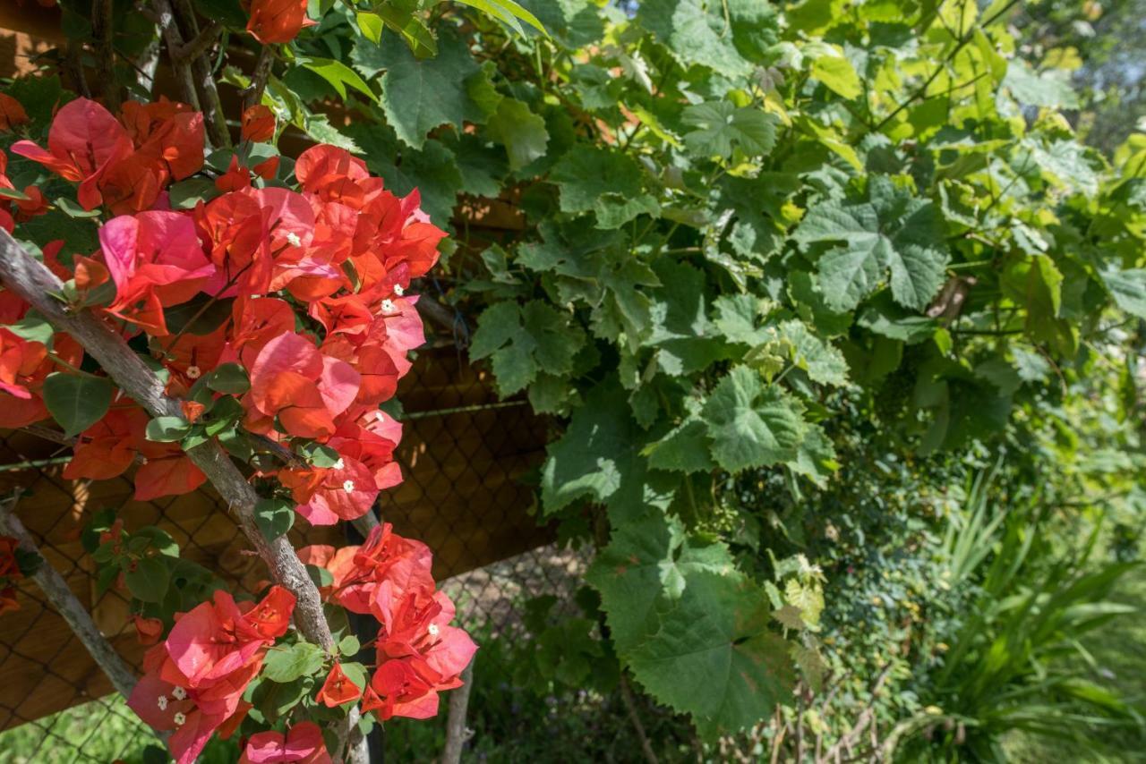 Corfu Villa Linea Línia Eksteriør billede
